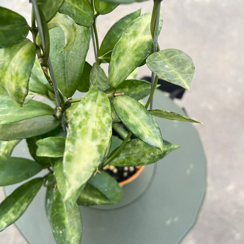 FS77-6 Hoya Lacunosa Peridot