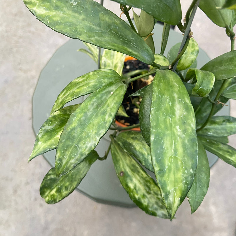 FS77-6 Hoya Lacunosa Peridot