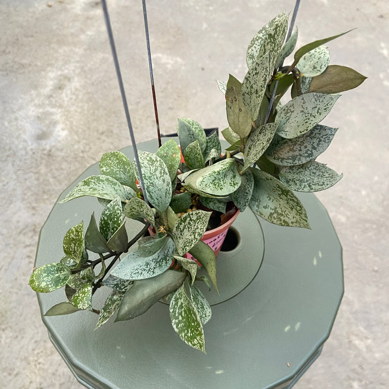 FS78-6 Hoya Lacunosa Gayung