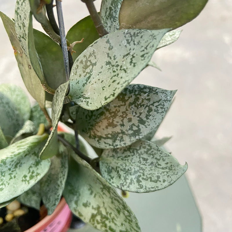 FS78-6 Hoya Lacunosa Gayung
