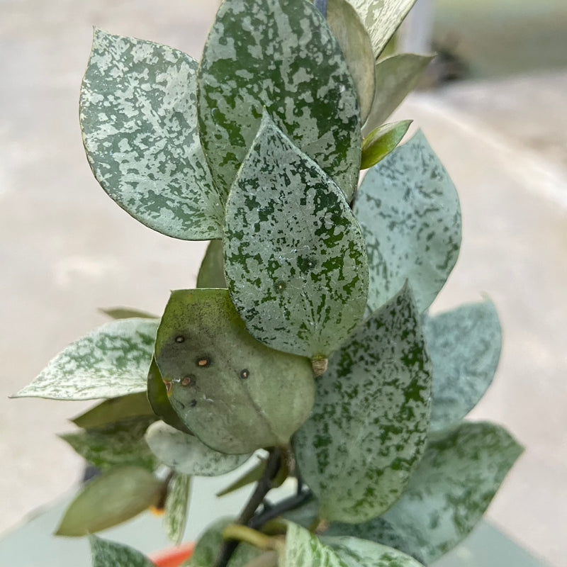FS78-6 Hoya Lacunosa Gayung