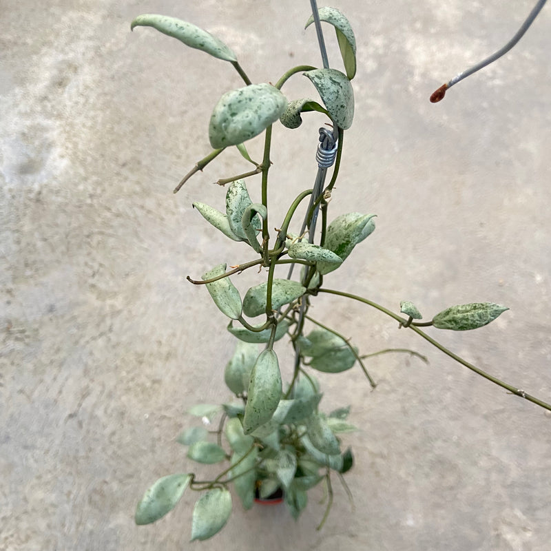 FS79-6 Hoya Lacunosa Sulcata Back Bone
