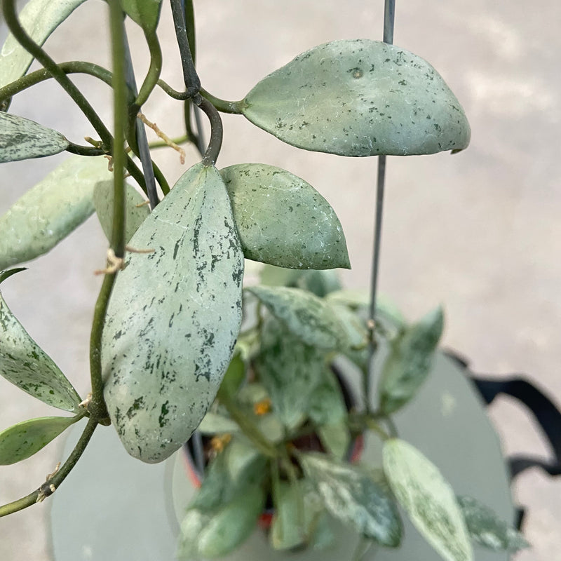 FS79-6 Hoya Lacunosa Sulcata Back Bone