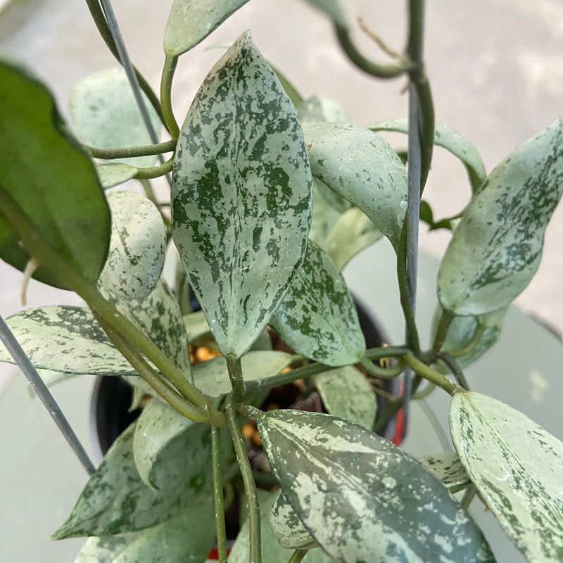 FS79-6 Hoya Lacunosa Sulcata Back Bone
