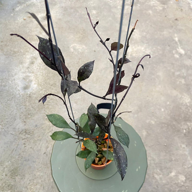 FS80-6 Hoya Lacunosa Black Royal