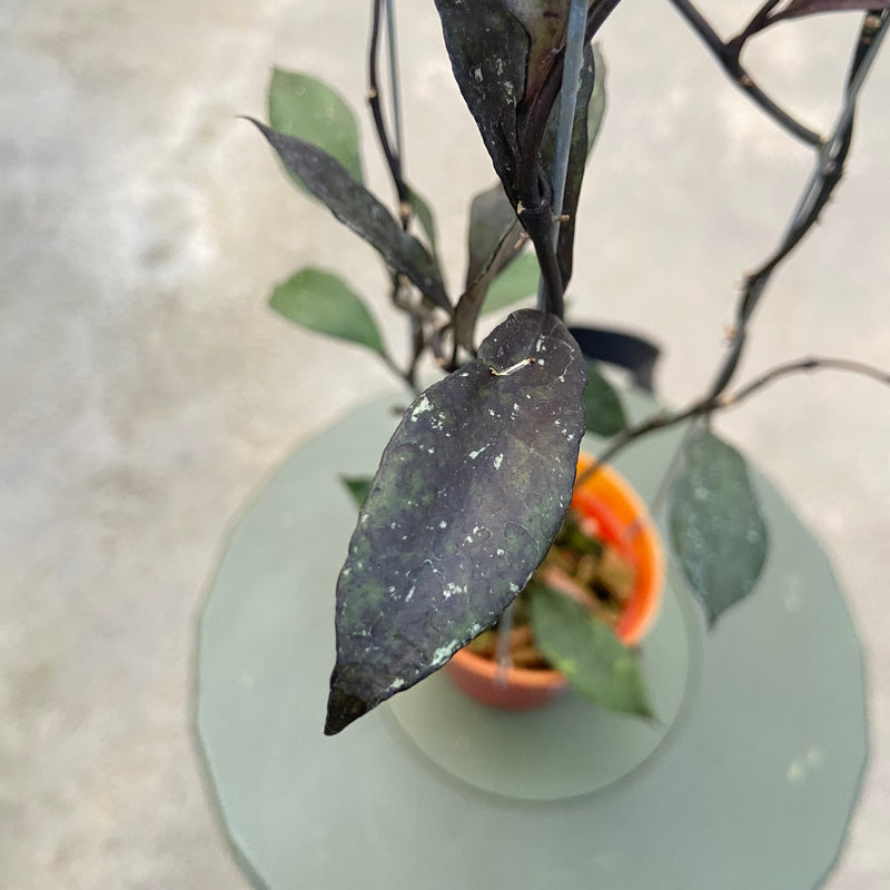 FS80-6 Hoya Lacunosa Black Royal
