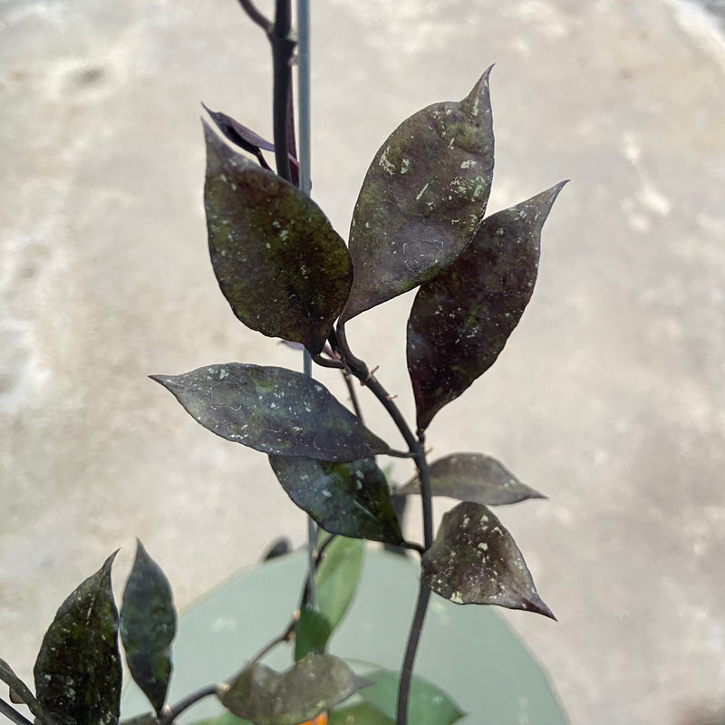 FS80-6 Hoya Lacunosa Black Royal