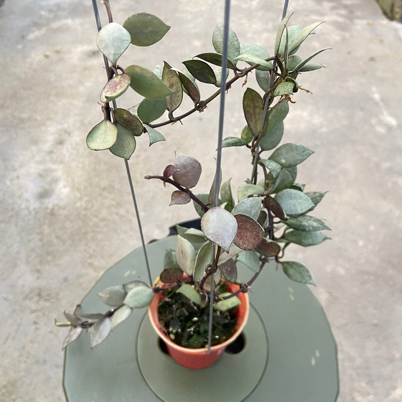 FS81-6 Hoya Lacunosa Violet