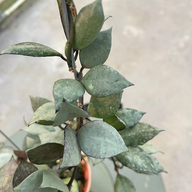 FS81-6 Hoya Lacunosa Violet