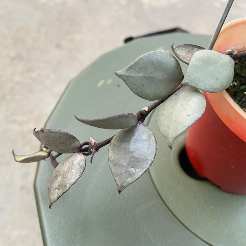 FS81-6 Hoya Lacunosa Violet
