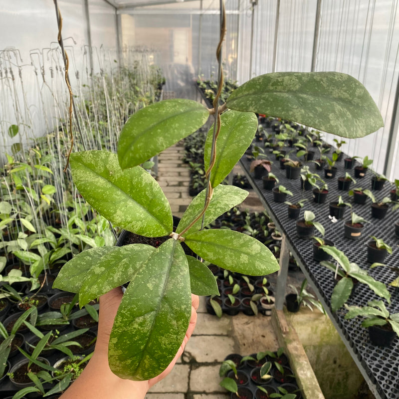 FS5-6 Hoya Lambii Splash