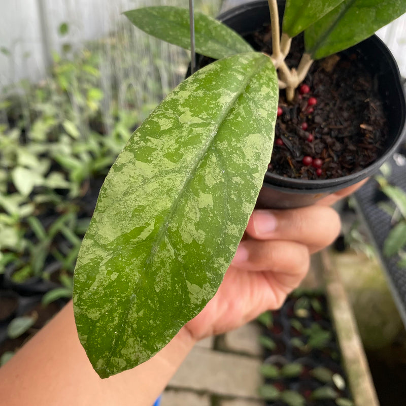 FS5-6 Hoya Lambii Splash