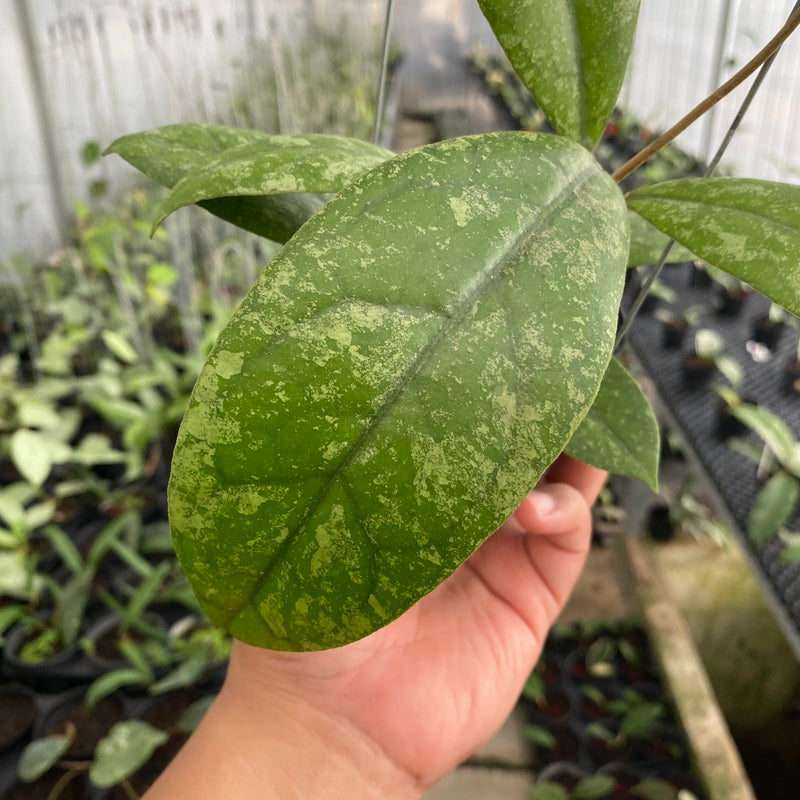 FS5-6 Hoya Lambii Splash