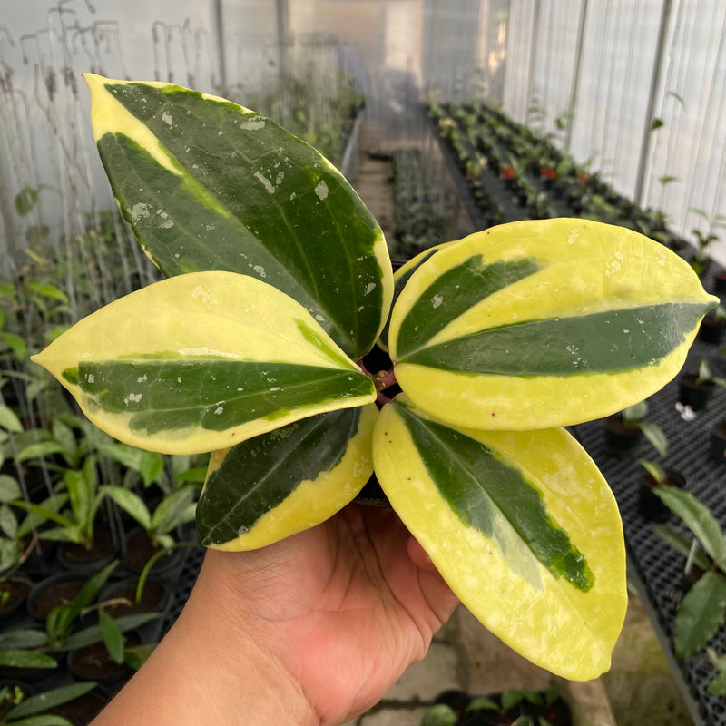 FS17-6 Hoya Latifolia Albomarginata Roundleaf