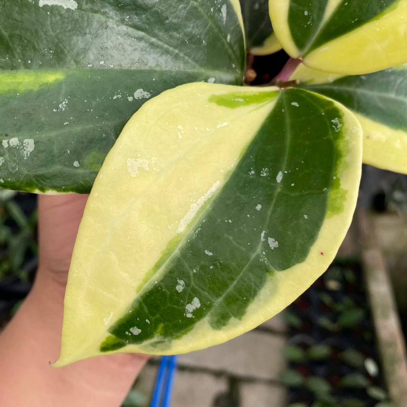 FS17-6 Hoya Latifolia Albomarginata Roundleaf