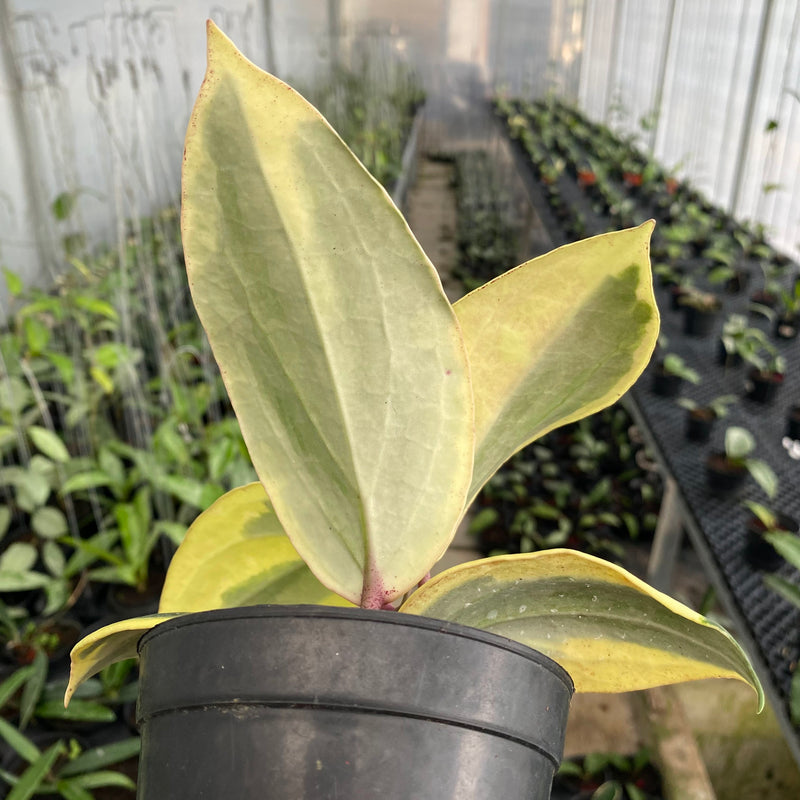 FS17-6 Hoya Latifolia Albomarginata Roundleaf