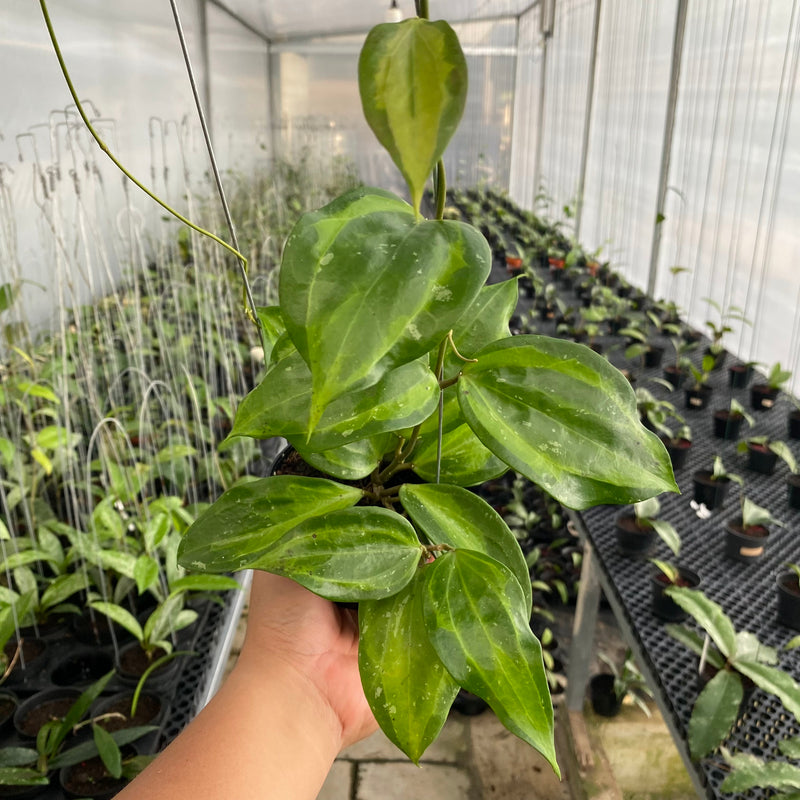 FS18-6 Hoya Latifolia Baibua
