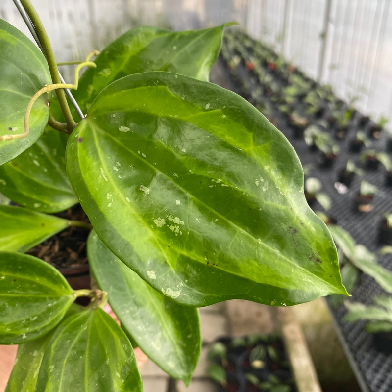 FS18-6 Hoya Latifolia Baibua