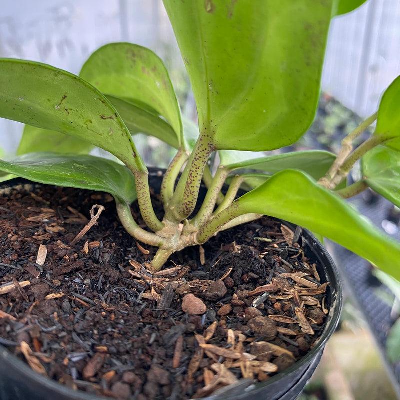 FS18-6 Hoya Latifolia Baibua