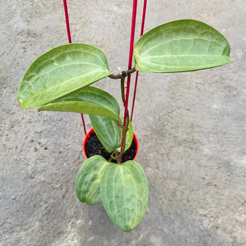 FS82-6 Hoya Latifolia Filea