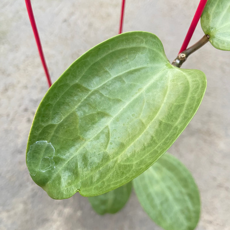 FS82-6 Hoya Latifolia Filea