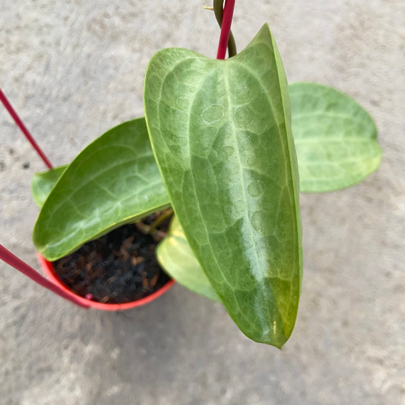 FS82-6 Hoya Latifolia Filea