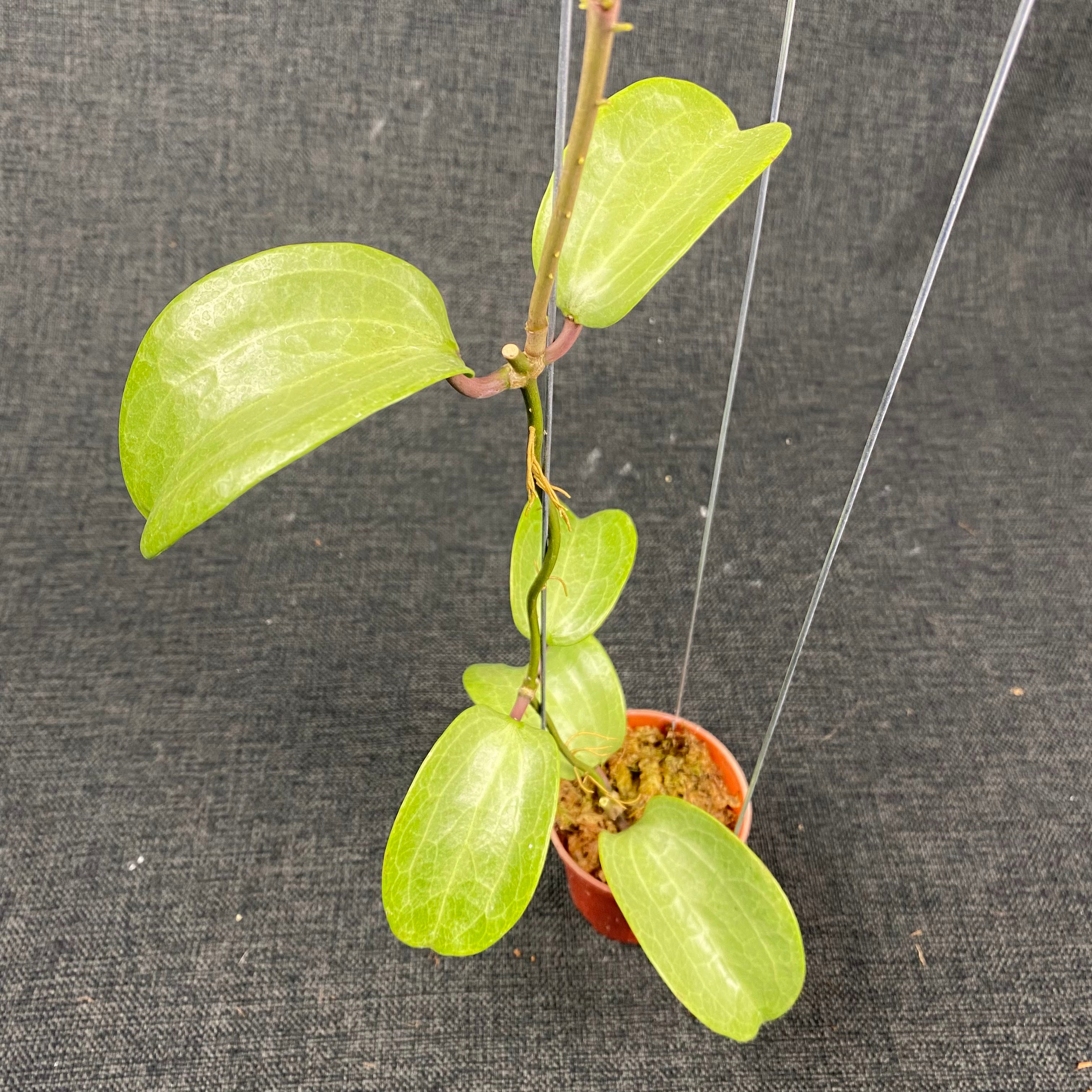 Hoya Latifolia Filea Silver — Aroidasia