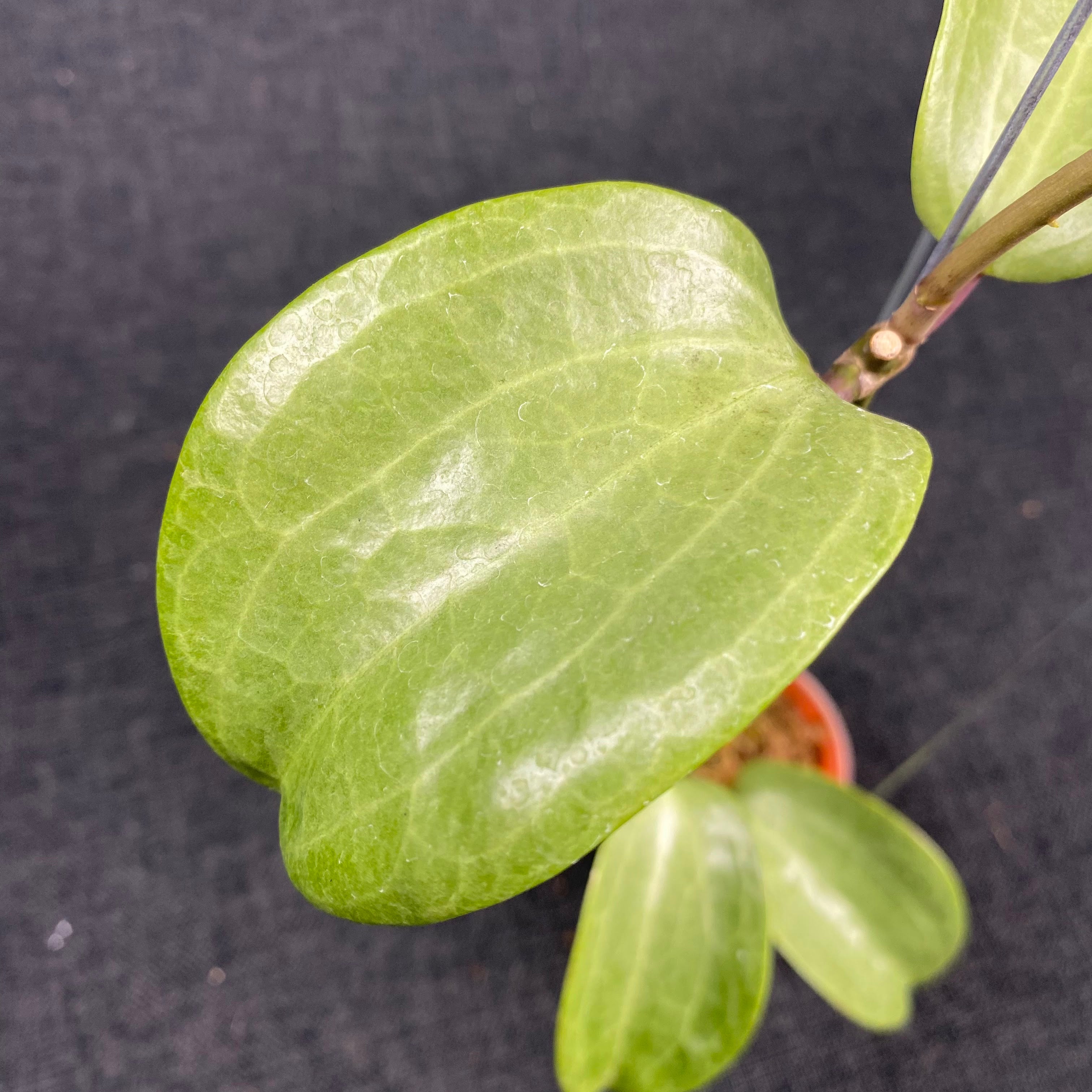 Hoya Latifolia Filea Silver — Aroidasia