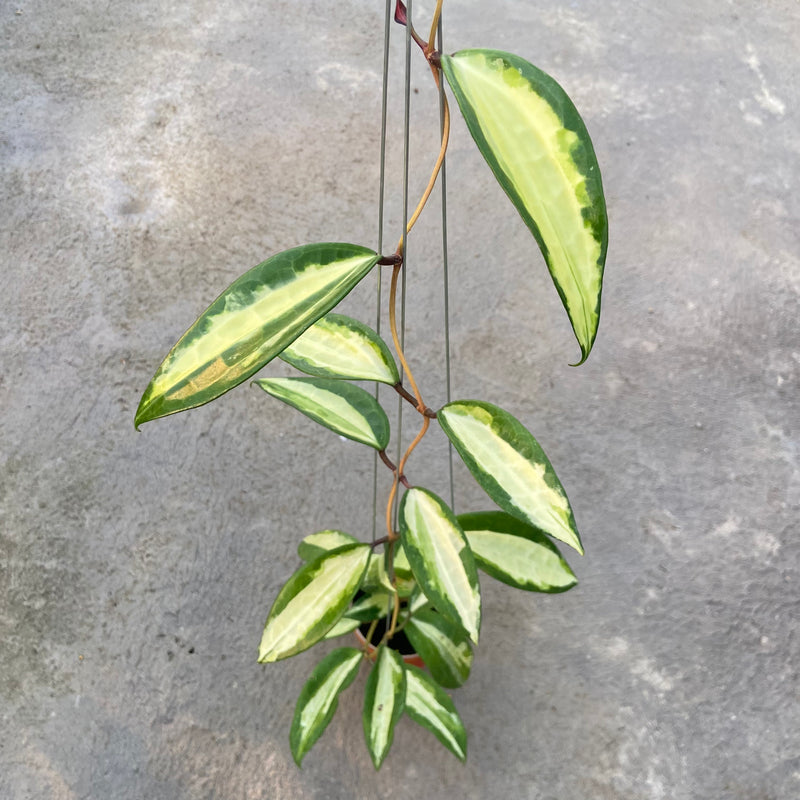 FS83-6 Hoya Latifolia Queensy