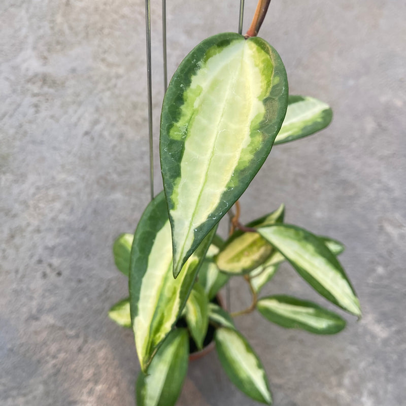 FS83-6 Hoya Latifolia Queensy