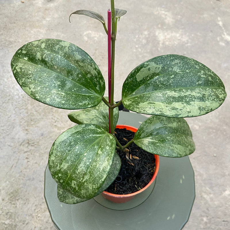 FS84-6 Hoya Latifolia Rimba Perak