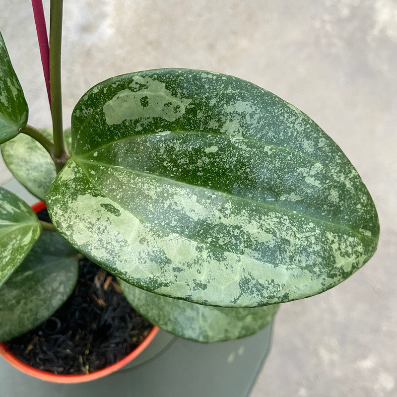 FS84-6 Hoya Latifolia Rimba Perak