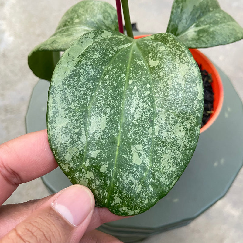FS84-6 Hoya Latifolia Rimba Perak