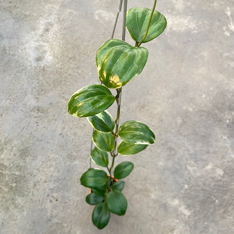 FS85-6 Hoya Queenquenervia Albomarginata