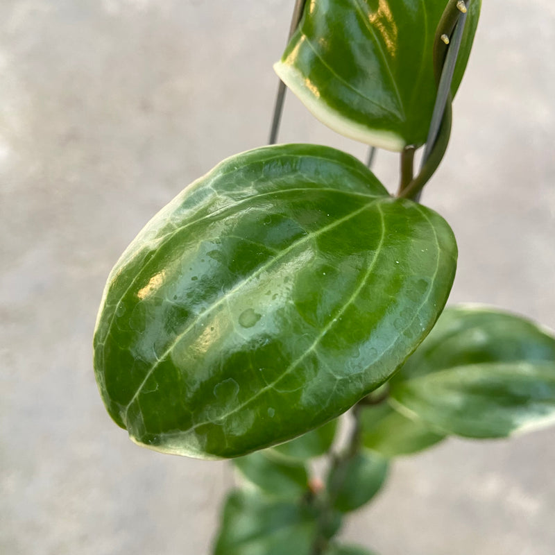 FS85-6 Hoya Queenquenervia Albomarginata