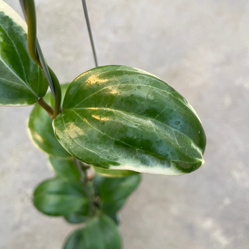 FS85-6 Hoya Queenquenervia Albomarginata
