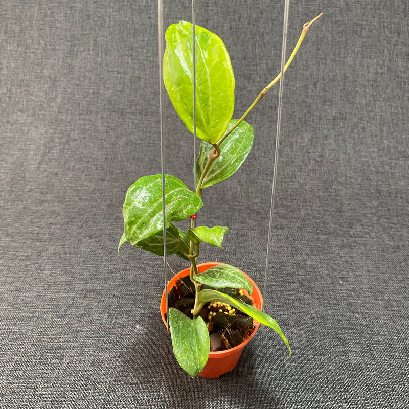 Hoya Macrophylla Peridot