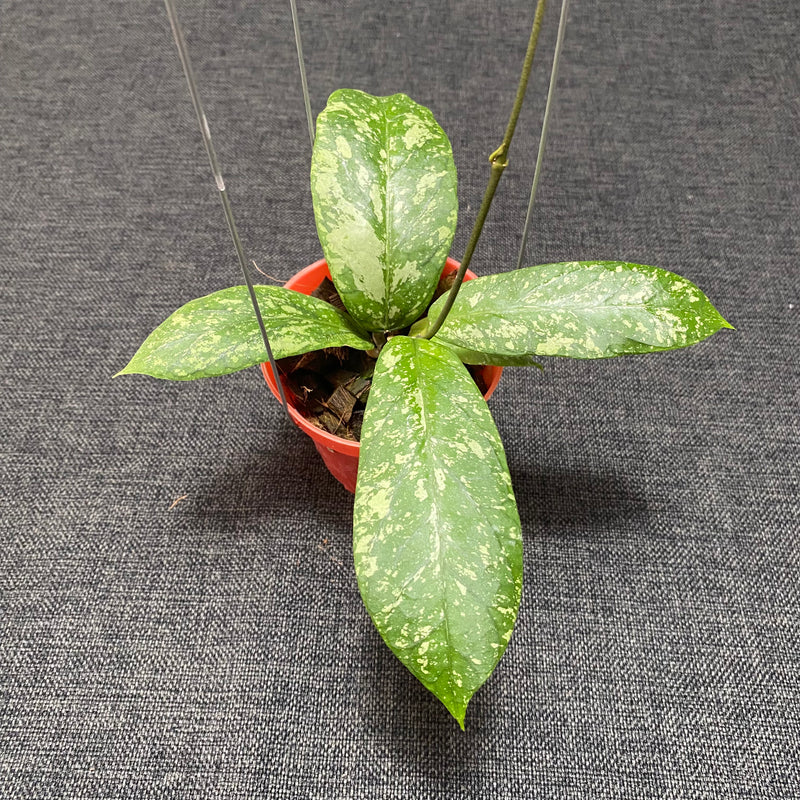 Hoya Meredhitii High Splash