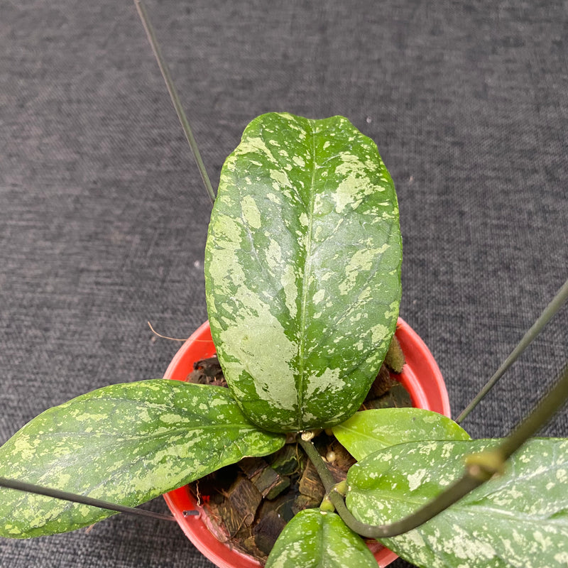 Hoya Meredhitii High Splash