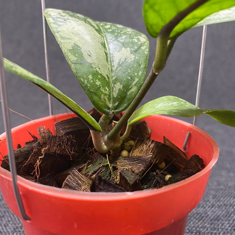 Hoya Meredhitii High Splash