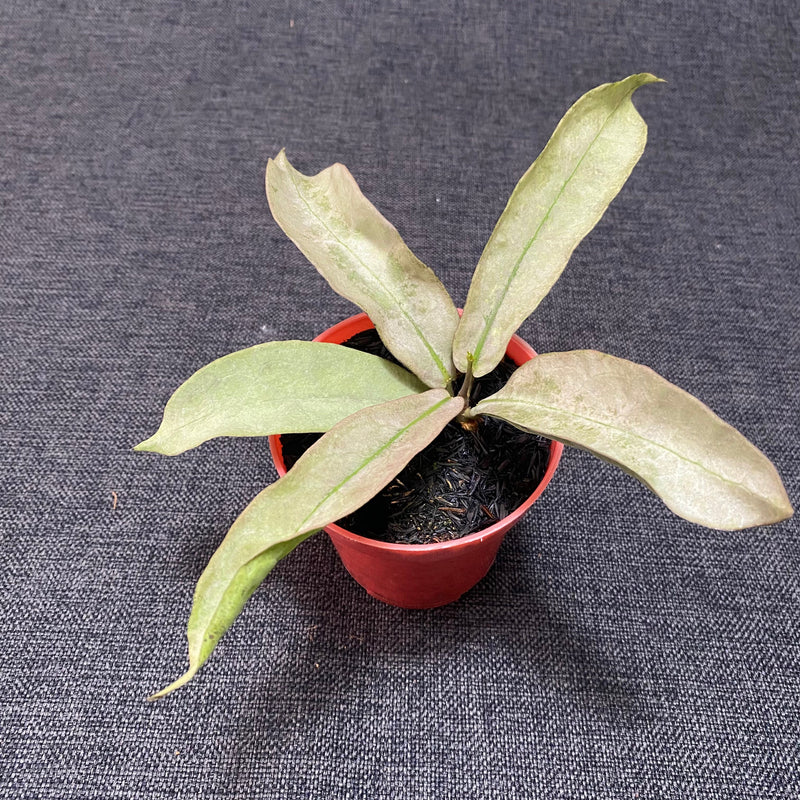 🎁 Hoya Mitrata Purple Gold (100% off)