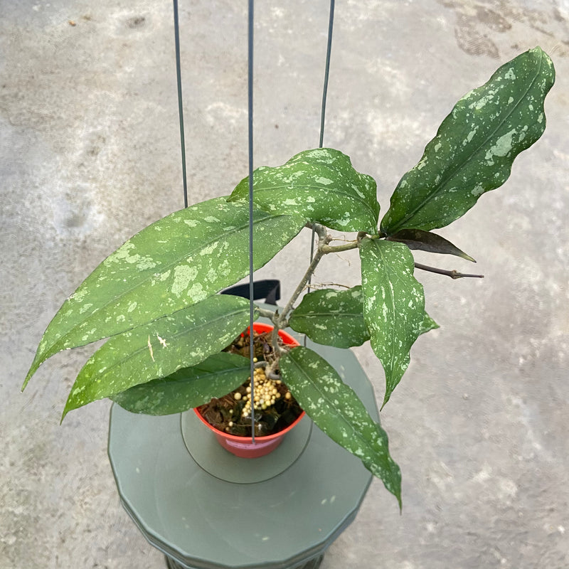 FS86-6 Hoya New SP Takengon