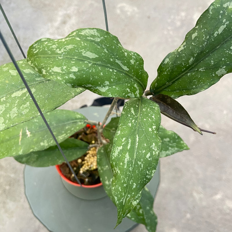 FS86-6 Hoya New SP Takengon
