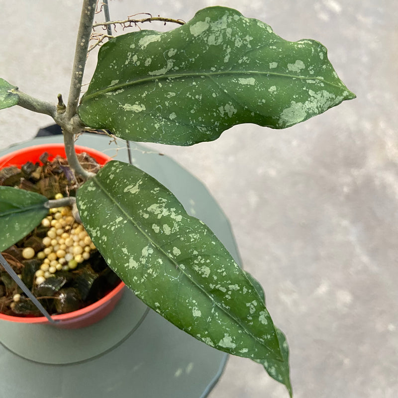FS86-6 Hoya New SP Takengon