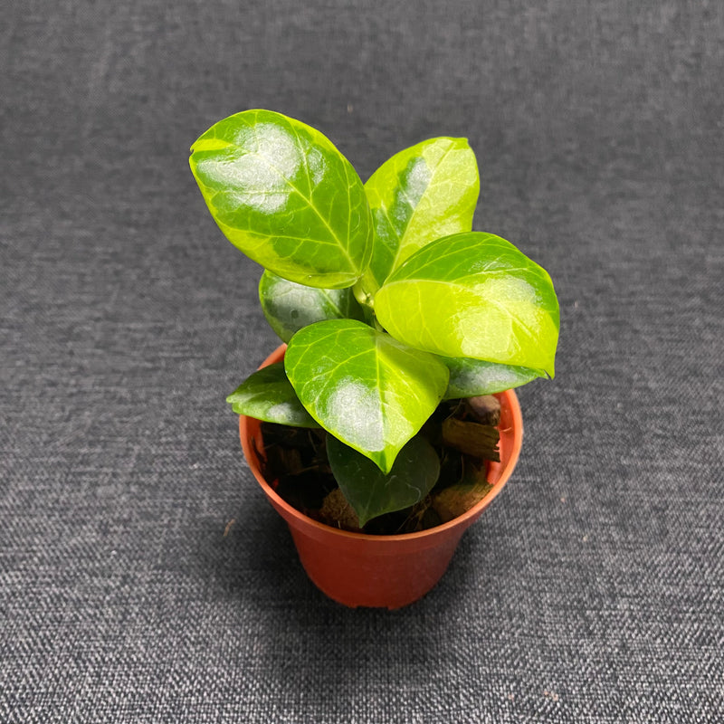 🎁 Hoya Obscura Albomarginata (100% off)