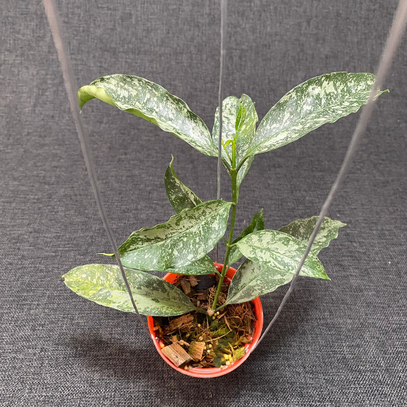 Hoya Occultata High Splash