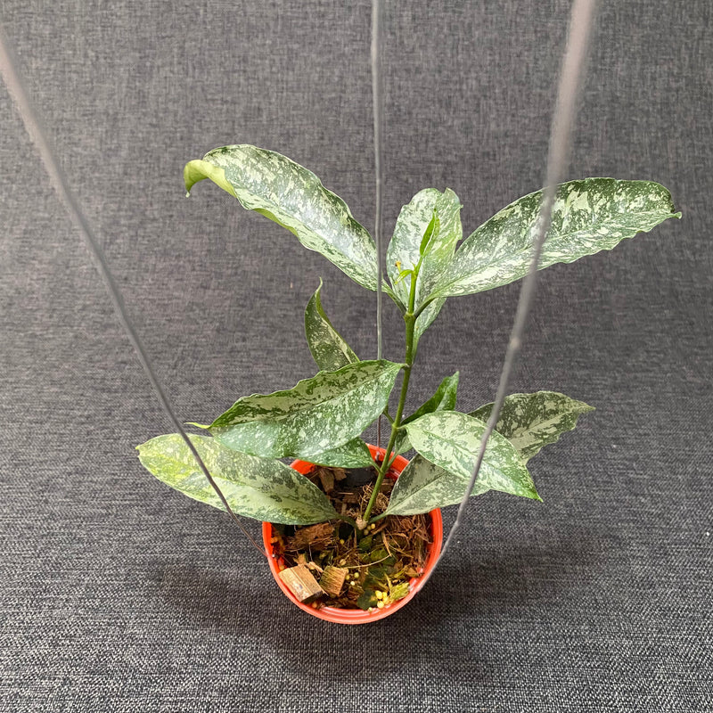 Hoya Occultata High Splash