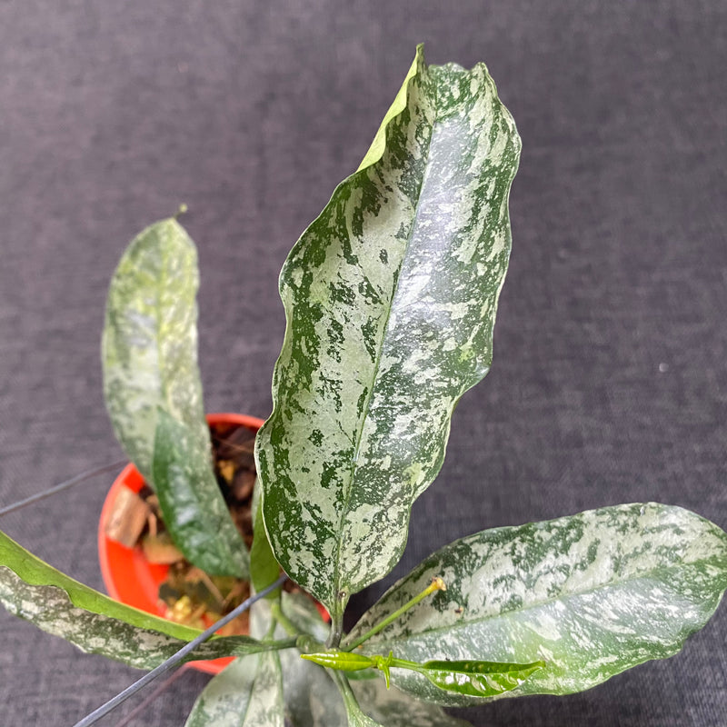 Hoya Occultata High Splash