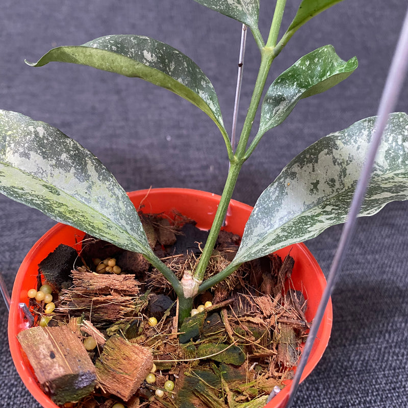 Hoya Occultata High Splash