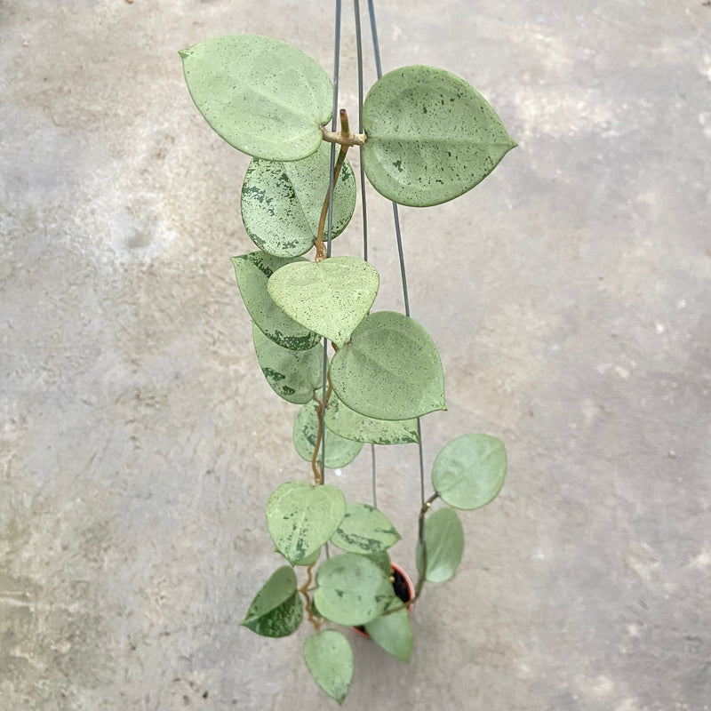 FS87-6 Hoya Parasitica Silver Heart
